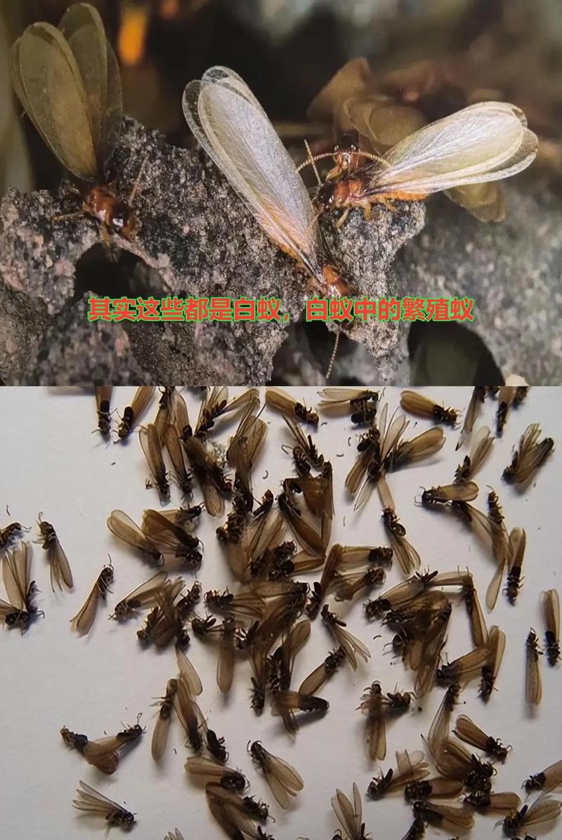 白蟻是什么樣子?很多人認(rèn)為所有白蟻都是白色的,其實不然,白蟻