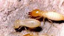 東莞市,厚街預(yù)防白蟻,殺白蟻,殺蟲滅鼠服務(wù)_二手設(shè)備轉(zhuǎn)讓_世界工廠網(wǎng)中國產(chǎn)品信息庫