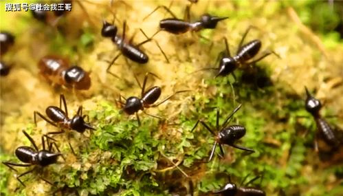 白蟻的乳膠戰(zhàn)爭,自爆式 噴射式御敵