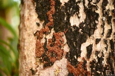 秋季,如何高效預(yù)防白蟻危害?