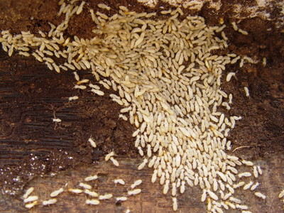 深圳市裝修工程滅白蟻廠家_南山裝修工程滅白聯系電話