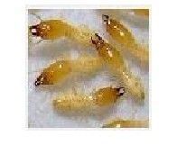 供應新都白蟻防治工程13219090295 新都專業白蟻防治工程_建筑建材_世界工廠網中國產品信息庫