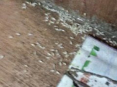 因為專注所以專業 九江白蟻防治中心 產品詳情