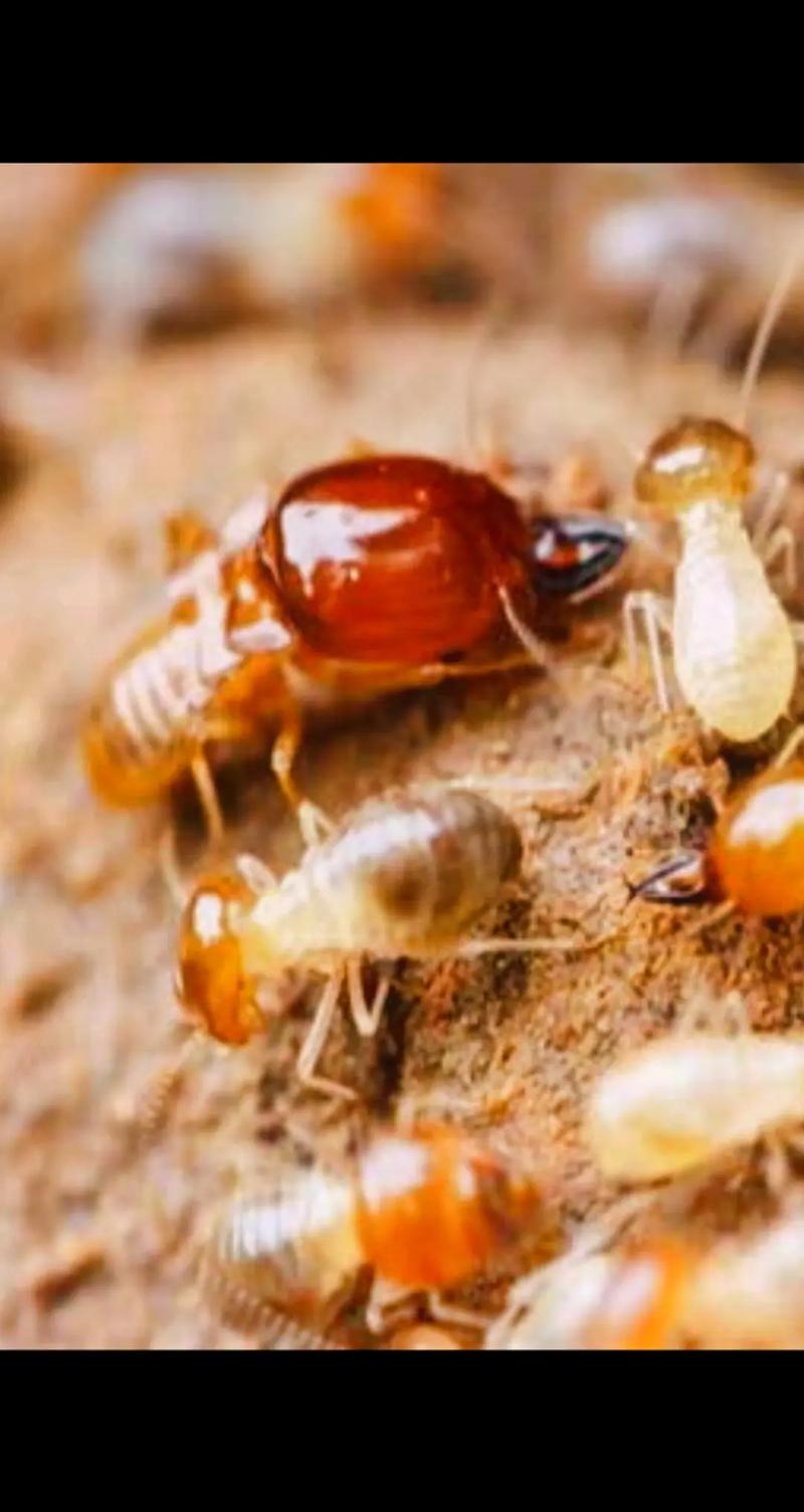 白蟻.白蟻是除人類外,建制最為完全的生物,蟲子很小,它的集團