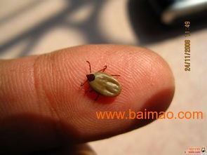 四川滅老鼠籠批發 成都滅白蟻團隊 綿陽滅蟑螂產品 貓王批發–四川滅老鼠籠批發 成都滅白蟻團隊 綿陽滅蟑螂產品 貓王廠家–四川滅老鼠籠批發 成都滅白蟻團隊 綿陽滅蟑螂產品