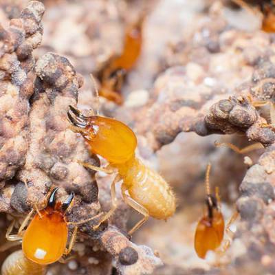 【白蟻防治公司