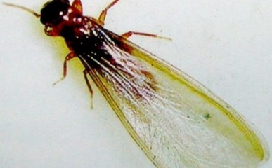 用什么方法防止白蟻給我們造成的危害呢-