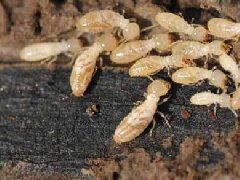 南昌滅白蟻,南昌專業滅白蟻,南昌專業殺蟲 產品詳情