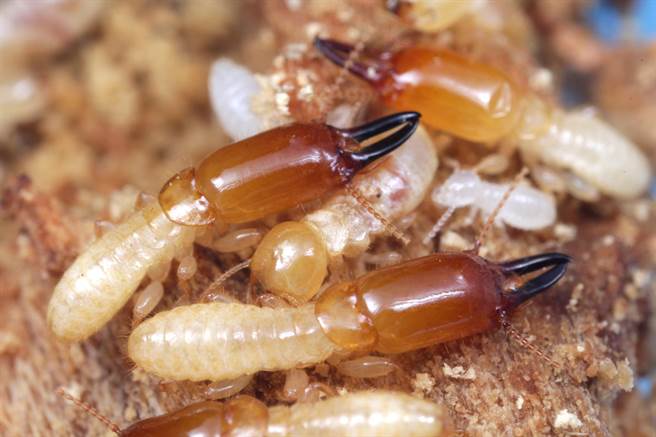 昆蟲中的“活化石”!臺灣中興大學師生發現最新白蟻物種