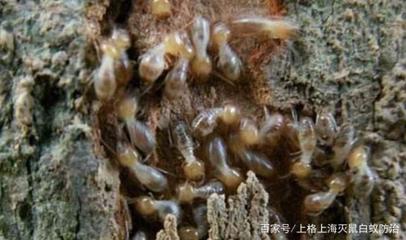 白蟻與光線的關系-畏光