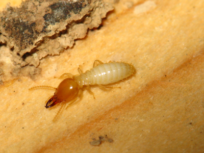 白蟻“遭遇戰”?這套“防蟻”攻略請收好!