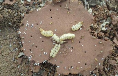 【圖】白蟻的天敵有哪些?