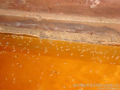 圖片 供應博益滅白蟻87275579 博益專業滅白蟻 福州博益滅白蟻 圖片 慧聰網