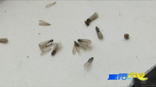 白蟻分飛季到了,六安居民發現白蟻直接撥打電話3925716,免費消殺