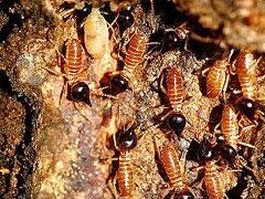 南昌寺廟白蟻防治與專業驅除方案