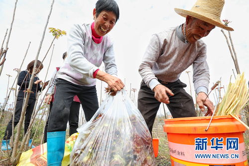 舒城椿至轉水灣 采摘正當時，警惕白蟻危害