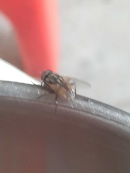 洪梅餐廳白蟻防治專家 專業服務，超乎想象