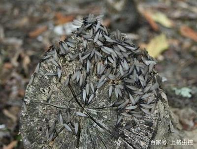 白蟻的識別、天敵及防治方法