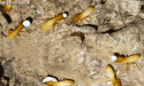 白蟻的乳膠戰爭 自爆式與噴射式御敵策略