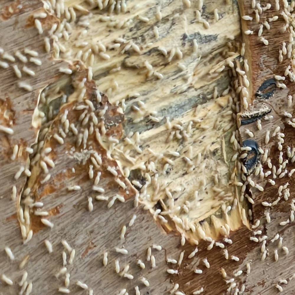 守護住宅安全，專業防治紅火蟻與白蟻