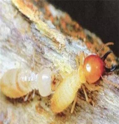 白蟻的外形特征