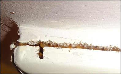 警惕！四川地區危害房屋建筑的白蟻即將進入分飛期