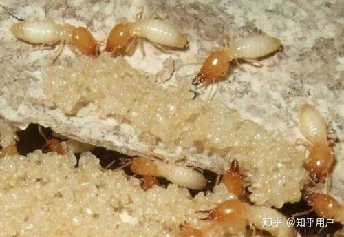 徹底消滅白蟻的科學方法與預防措施