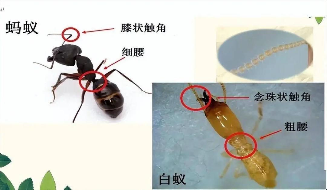 白蟻的分類歸屬 從蜚蠊目說起