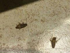 新余白蟻防治服務產品詳情