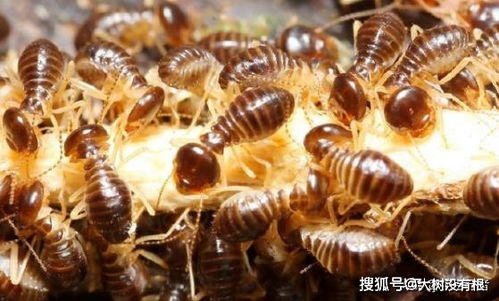 白蟻洞穴中的智慧 用糞便構建呼吸系統