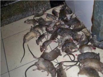 全武漢小區、工廠、醫院、酒店、辦公樓白蟻防治與四害消殺及保潔清洗服務