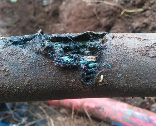 海南百強企業卷煙廠8月19日電力設備搶修紀實 白蟻隱患的警示與應對