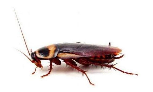 漢口北正規白蟻防治 探索創新服務與應對白蟻危害