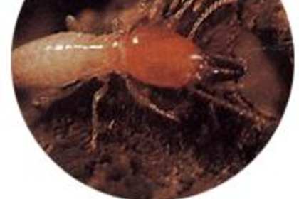 白云區家庭如何有效防治白蟻 全面指南