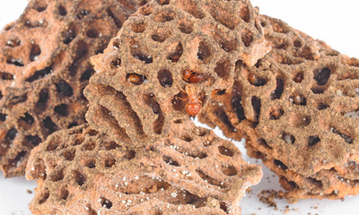 天然粘土石膏的制備 基于白蟻巢穴的無技術自然方法